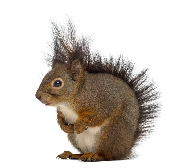 Ardilla roja frente a un fondo blanco — Foto de Stock