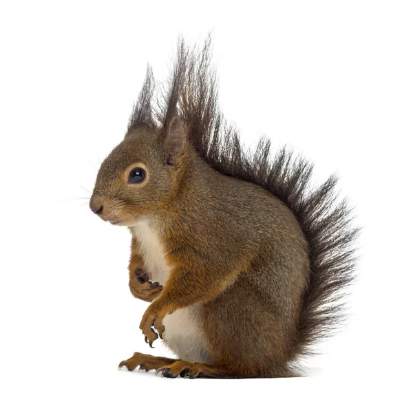 Red squirrel in front of a white background — Stock Photo, Image