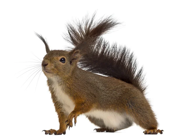 Rotes Eichhörnchen vor weißem Hintergrund — Stockfoto