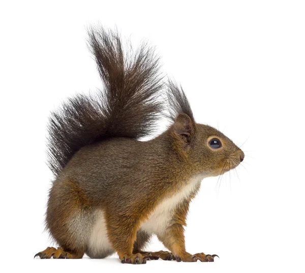 Red squirrel in front of a white background — Stock Photo, Image