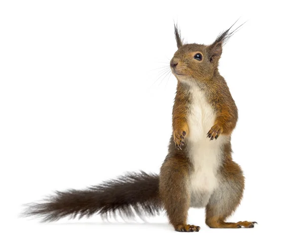 Rotes Eichhörnchen vor weißem Hintergrund — Stockfoto