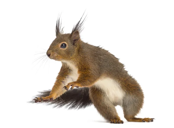 Red squirrel in front of a white background — Stock Photo, Image