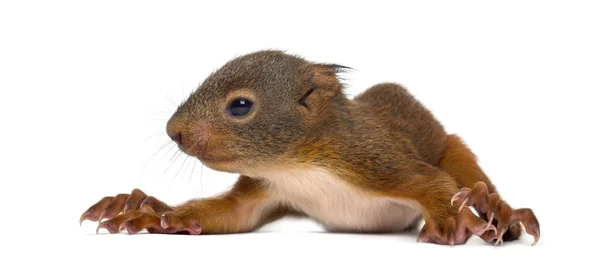 Esquilo vermelho bebê na frente de um fundo branco — Fotografia de Stock