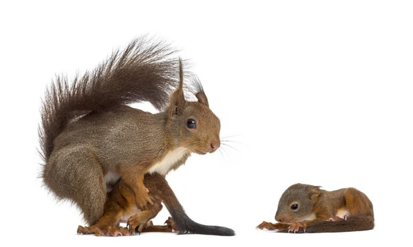 Madre Ardilla roja y bebés frente a un fondo blanco — Foto de Stock