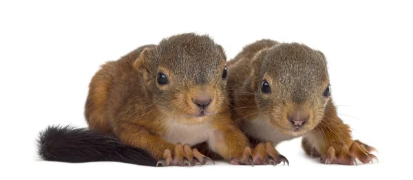 Dwa wiewiórka dzieci przed białym tle — Zdjęcie stockowe