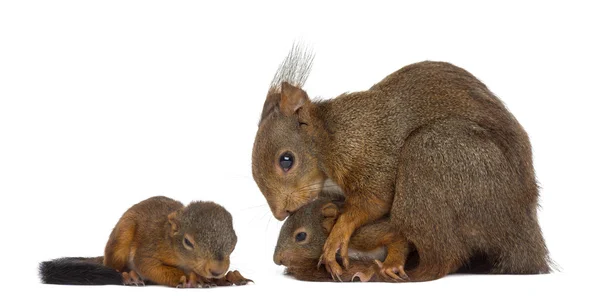 Wiewiórka czerwona matki i dzieci przed białym tle — Zdjęcie stockowe