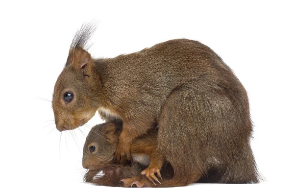 Mère Écureuil roux et bébés devant un fond blanc — Photo