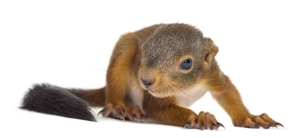 Baby rotes Eichhörnchen vor weißem Hintergrund — Stockfoto