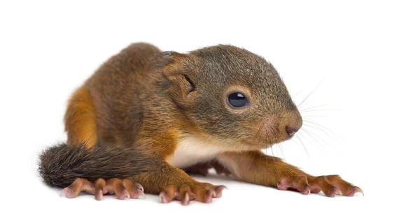 Bebé ardilla roja delante de un fondo blanco — Foto de Stock