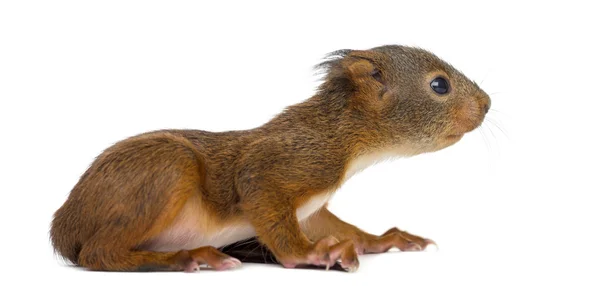 Bébi mókus egy fehér háttér előtt — Stock Fotó