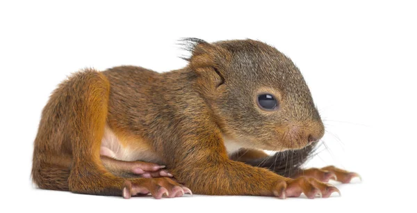 Petit écureuil rouge devant un fond blanc — Photo