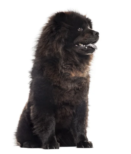 Chow chwo sitting in front of a white background — Stock Photo, Image