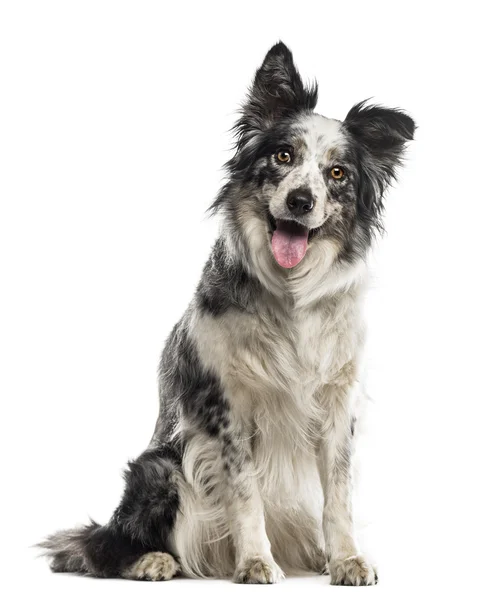 Border Collie sentado frente a un fondo blanco — Foto de Stock