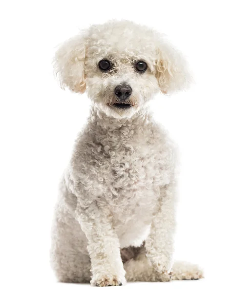 Maltese in front of a white background — Stock Photo, Image