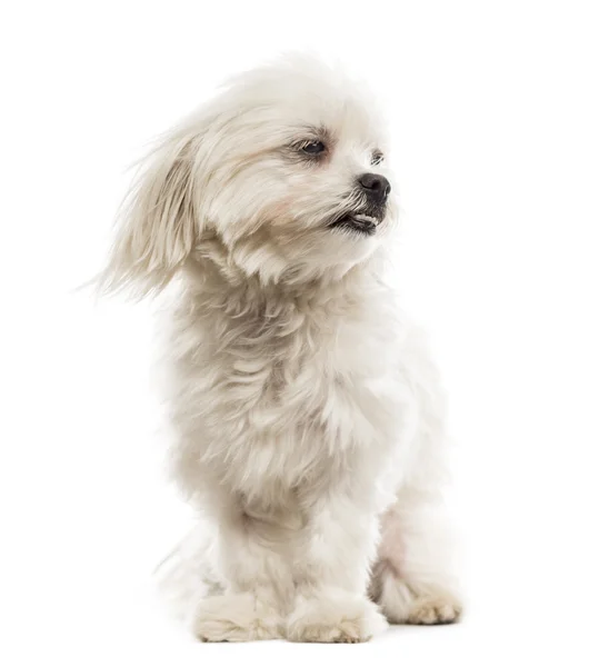 Maltese in the wind in front of a white background — Stock Photo, Image