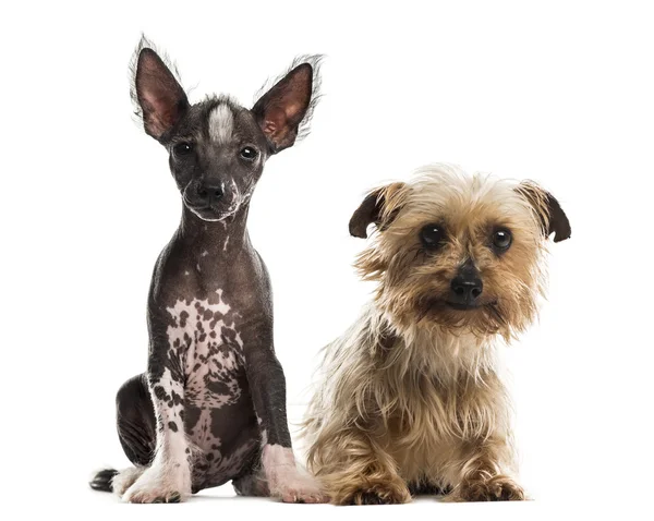 Chinese crested dog puppy and yorkshire terrier sitting in front — Stock Photo, Image