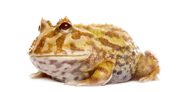 Argentinischer Hörnchenfrosch, ceratophrys ornata, isoliert auf weiß — Stockfoto