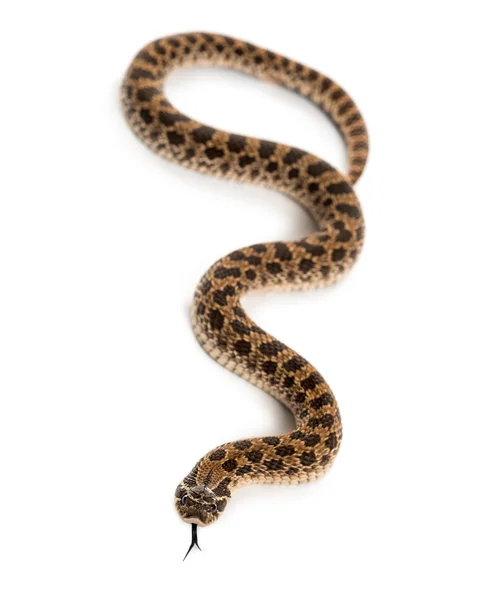 Nyugati disznó orrú kígyó, Heterodon nasicus, ellen, fehér backgro — Stock Fotó