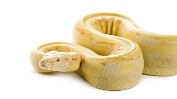 Albino python real na frente de um fundo branco — Fotografia de Stock