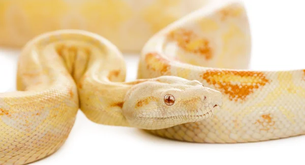 Közeli kép: egy albínó királyi python előtt egy fehér háttere — Stock Fotó