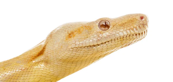 Beyaz bir adam önünde bir Albino Kraliyet python Close-Up — Stok fotoğraf