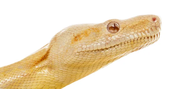 Nahaufnahme eines Albino-Königspythons vor weißem Hintergrund — Stockfoto