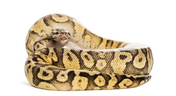 Koninklijke python, python regius, rolde voor een witte CHTERGRO — Stockfoto