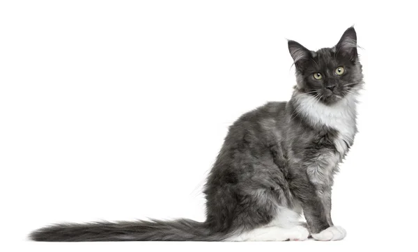 Maine Coon kitten (4 months old) — Stock Photo, Image