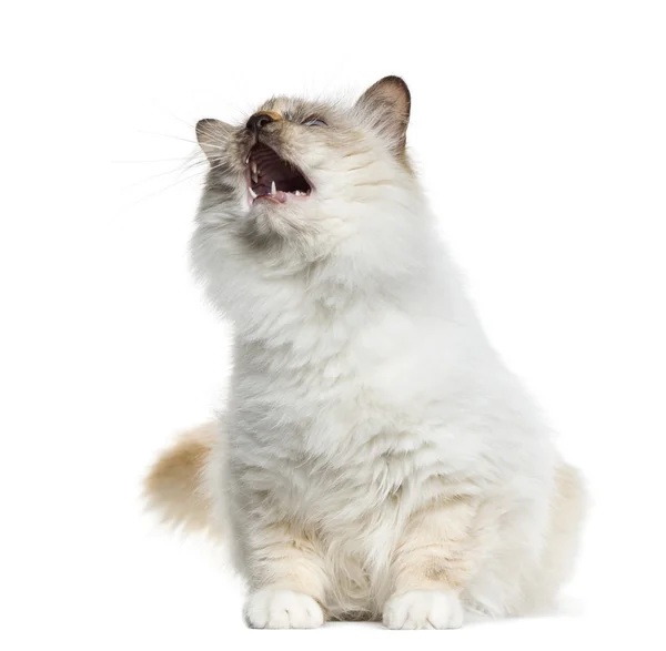Birman (4 years old) sitting and meowing in front of a white bac — Stock Photo, Image