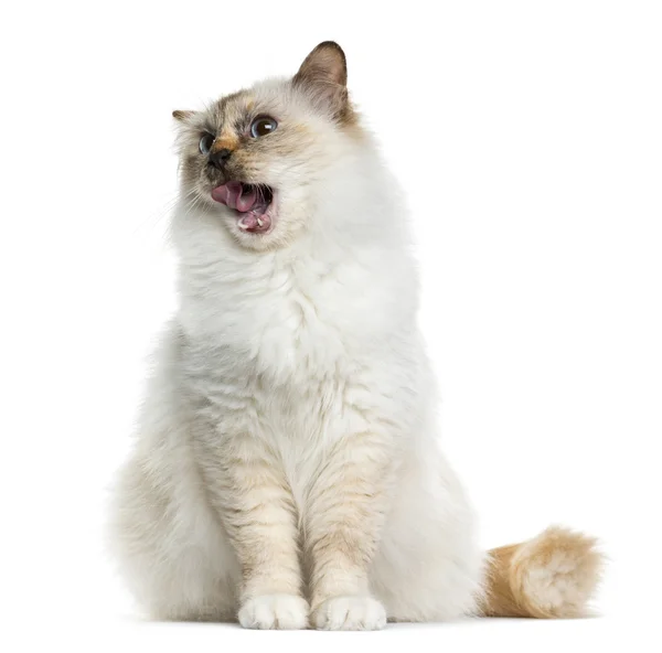 Birman (4 years old) sitting in front of a white background — Stock Photo, Image