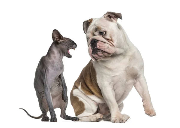 Sphynx hissing at an English Bulldog sitting in front of a white — Stock Photo, Image