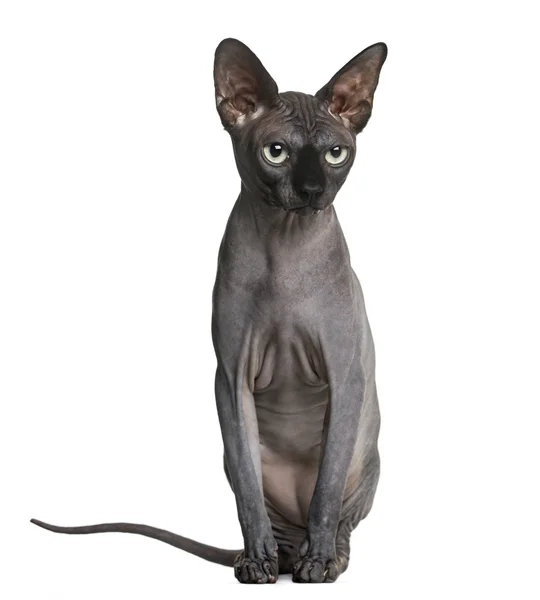 Sphynx (2 jaar) voor een witte achtergrond — Stockfoto