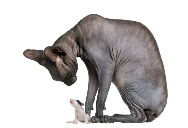 Sphynx looking at a mouse in front of a white background — Stock Photo, Image