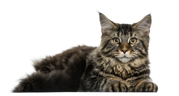 Maine Coon lying in front of a white background — Stock Photo, Image