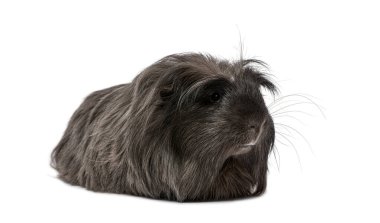 Uzun saçlı Peru kobayı uzanmış beyaz arka planda sağa bakıyor, Cavia Porcellus.