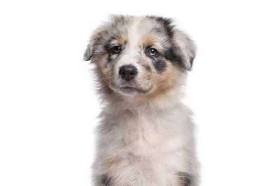 Avustralya çoban köpeği doğrudan kameraya bakıyor, beyaz arka planda izole edilmiş.