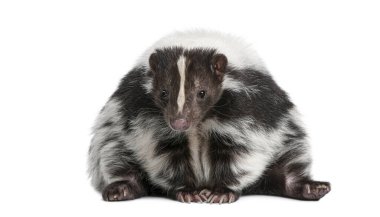 Çizgili kokarca, Mephitis Mephitis, siyah beyaz kürklü, doğrudan ileriye bakıyor.