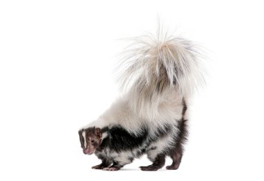 Çizgili kokarca, Mephitis Mephitis, beyaz arka planda duran belirgin siyah beyaz kürklü.