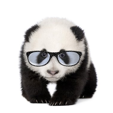 Young Giant Panda wearing glasses in front of a white background