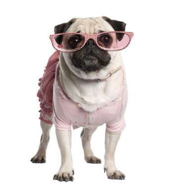 Portrait of dressed up pug wearing glasses, 4 years old, standin
