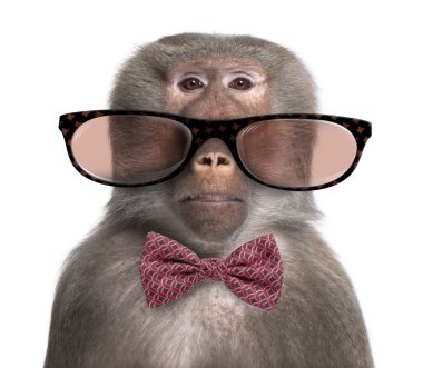 Baboon wearing glasses and a bow tie  in front of a white backgr