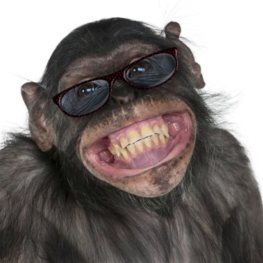 Close-up of Mixed-Breed monkey between Chimpanzee and Bonobo smi