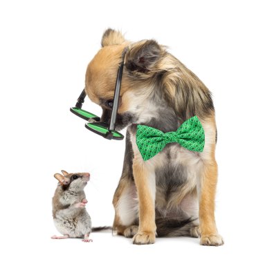 Chihuahua wearing round glasses ,sitting and looking at a mouse