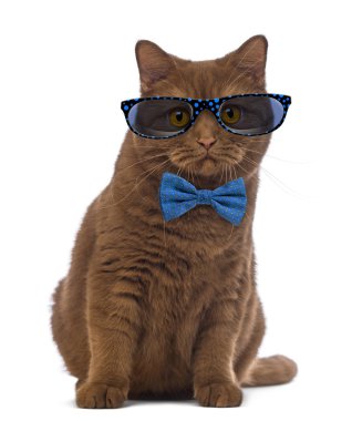 British Shorthair wearing glasses and a bow tie in front of whit