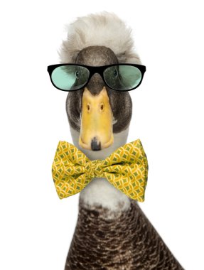 Close-up of a Male Crested Ducks wearing glasses and a bow tie i