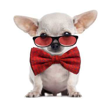 Chihuahua puppy wearing glasses and a bow tie isolated on white