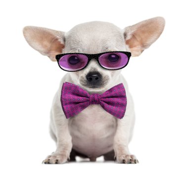 Chihuahua puppy wearing glasses and a bow tie isolated on white