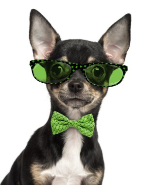 Close-up of a Chihuahua puppy wearing glasses and a bow tie isol