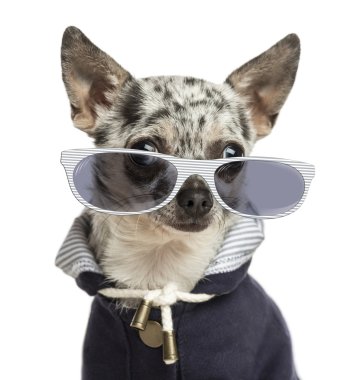 Close-up of a dressed-up Chihuahua wearing glasses, isolated on