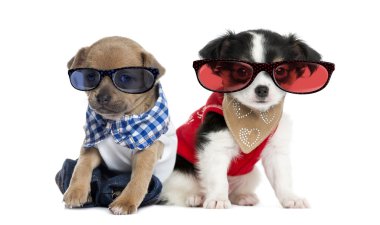 Dressed-up Chihuahua puppies sitting and wearing glasses, 3 mont